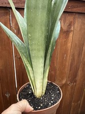 Dracaena masoniana for sale  San Diego