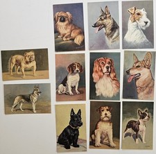 dog dogs for sale dog dogs for sale Barre