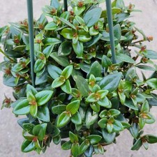 Nematanthus gregarius goldfish for sale  Morgan Hill