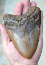 Massive 5.4 megalodon for sale  UK