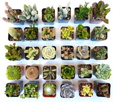 Succulent plant value for sale  Henderson
