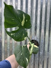 Large rare monstera for sale  Homestead