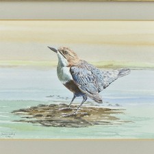 watercolour paintings birds for sale  WALTON ON THE NAZE