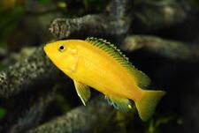 Yellow lab cichlids for sale  De Leon Springs