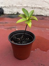 chocolate fruit tree for sale  West Palm Beach