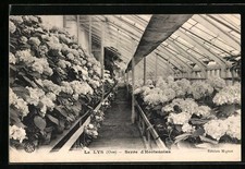 Old postcard lys d'occasion  Expédié en Belgium