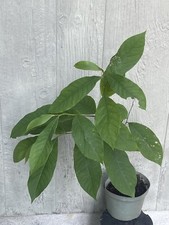 plant tree paw paw for sale  Martin