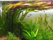 Grandes vallisneria gigantea d'occasion  Krautergersheim