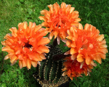 Cactus cactus echinopsis usato  Spedire a Italy