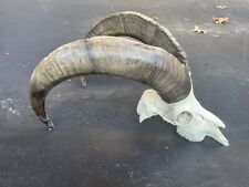 Bezoar ibex cross for sale  Signal Mountain