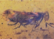 Fulgoroidea genuine fossil for sale  WALSALL