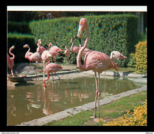 Birds flamingos antwerp d'occasion  Expédié en Belgium