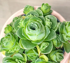 Mini aeonium rosetta for sale  WALSALL