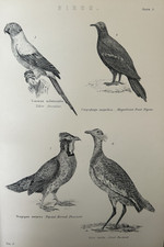 C1870s antique bird for sale  TORRINGTON