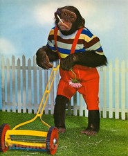 1959 monkey humor for sale  Tampa