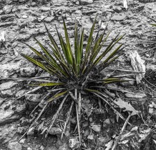 Yucca angustifolia narrowleaf usato  Napoli
