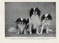 Japanese chin three for sale  COLEFORD