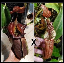 Nepenthes robcantleyi mollis gebraucht kaufen  Ahrensburg