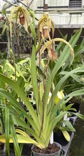 Long petals phrag for sale  Melbourne