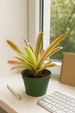Donguer bromeliad rare for sale  Homestead