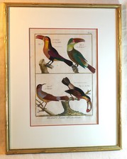 Antique professional bird d'occasion  Expédié en Belgium