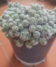 Talee mammillaria gracilis usato  Barcellona Pozzo di Gotto