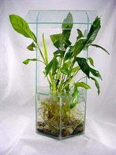 Peace lily large for sale  Sparta