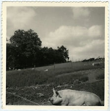 Antique photo pig d'occasion  Expédié en Belgium