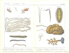 C1840 antique print for sale  ASHFORD