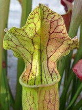 Sarracenia bardolph jsh98 for sale  GRAVESEND