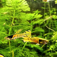 Tiger endler livebearer for sale  West Covina