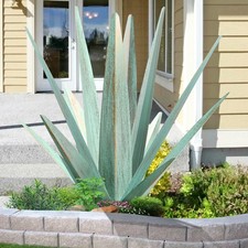 Adfolex tequila rustic for sale  Haltom City