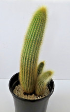 Large vatricania guentheri for sale  AYR