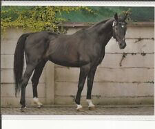 Horse postcard shagya for sale  ALTON