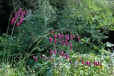 Dierama pulcherrimum 10 for sale  UK