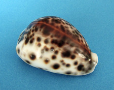 Cypraea tigris wallis d'occasion  Nice-