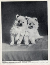 Pomeranian two charming for sale  COLEFORD