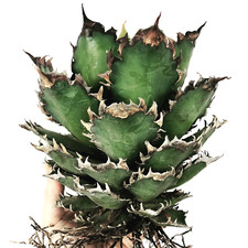 Agave titanota catweazle usato  Napoli