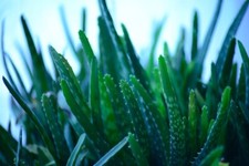 Organic aloe vera for sale  Laguna Hills