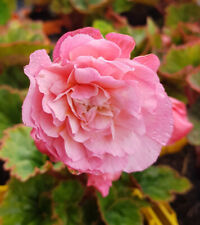 Begonia odorata pink d'occasion  Mont-près-Chambord