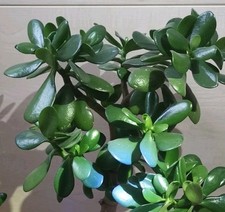 Pfennigbaum glückbaum ableger gebraucht kaufen  Baltmannsweiler