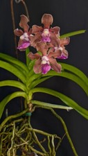 Awarded vanda tessellata for sale  Miami Beach