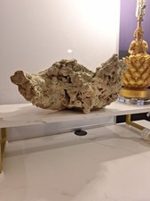 Aquarium coral for sale  Hanover