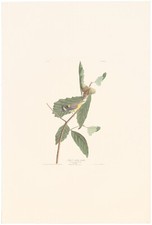 Audubon abbeville edition for sale  Chicago