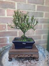Cotoneaster bonsai trees for sale  PETERBOROUGH