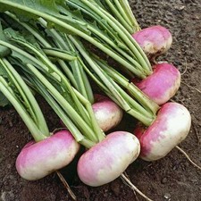 turnip for sale turnip for sale UK