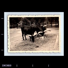 Foto vintage chifre longo vaca touro bezerro comendo feno comprar usado  Enviando para Brazil