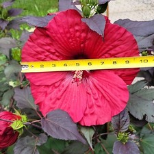Stunning hardy hibiscus for sale  Edgerton