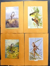 Old bearded reedling for sale  UK