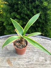 Agave desmettiana variegata gebraucht kaufen  Deutschland